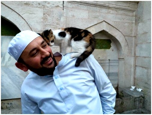 Имам из Стамбула открыл мечеть для бездомных кошек