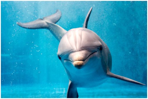 Как ныряют дельфины?
