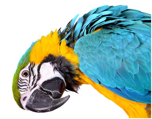 Как определить пол попугая