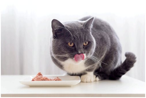 Как поддерживать гигиену полости рта вашей кошки?