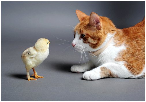 Кошки и птицы могут жить вместе
