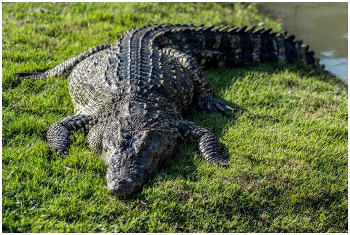 Крокодил: характеристики, поведение и среда обитания
