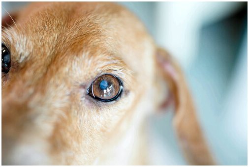 Лечение и симптомы катаракты у собак