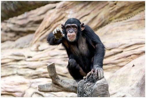 Любопытные шимпанзе треугольника Гуалуго