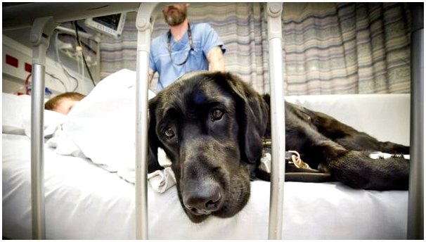 Маэ, собака, которая заботится о своем маленьком аутичном хозяине даже в больнице