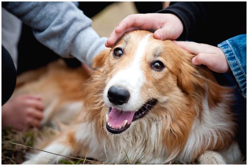 Научное исследование показывает, что собаки любят нас как членов своей семьи.