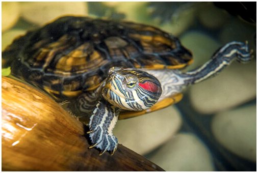 Отличия водной и наземной черепахи