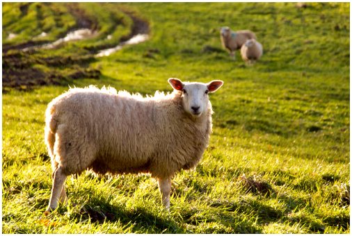 Овцы узнают людей