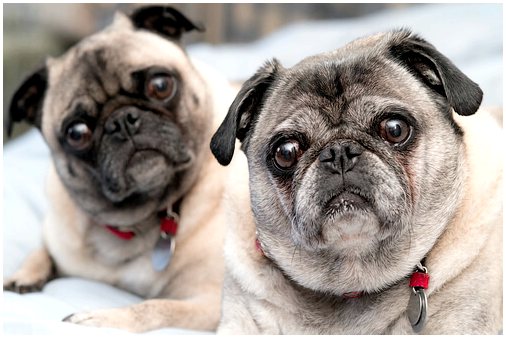 Собаки с выпученными глазами: правда или миф?