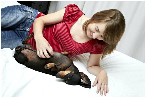 Почему собаки чешут спальное место лапами?