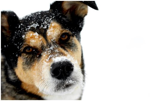 Почему собаки так любят снег