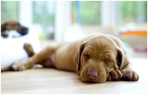 Почему собаки так много спят?