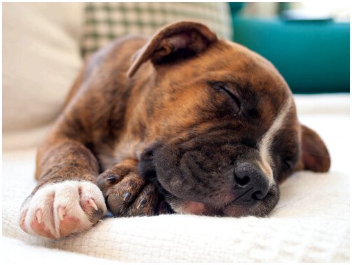 Почему собаки так много спят?