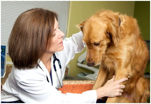 Поведение вашей собаки и помощь ветеринара