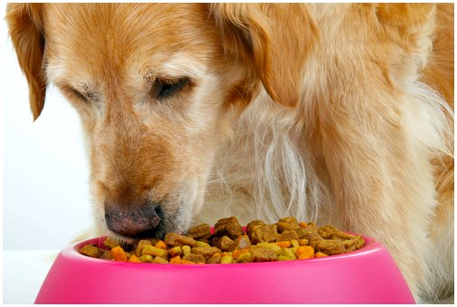 Признаки того, что вашу собаку плохо кормят