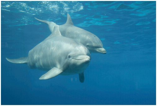 Разведение и размножение дельфинов