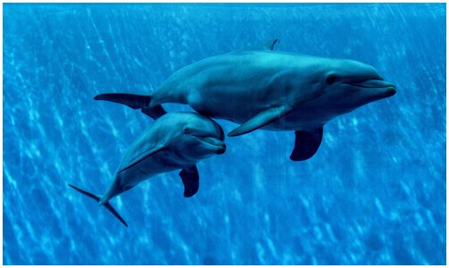 Разведение и размножение дельфинов