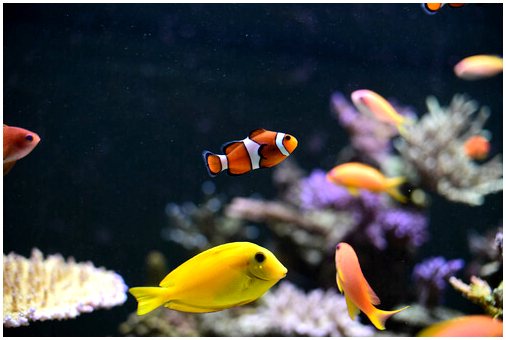 Сборка аквариума: ошибки, которых следует избегать