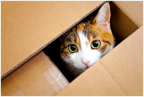 Почему вашей кошке нравится картонная коробка?