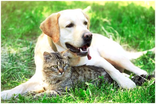 Паразиты у кошек и собак: будьте очень осторожны!