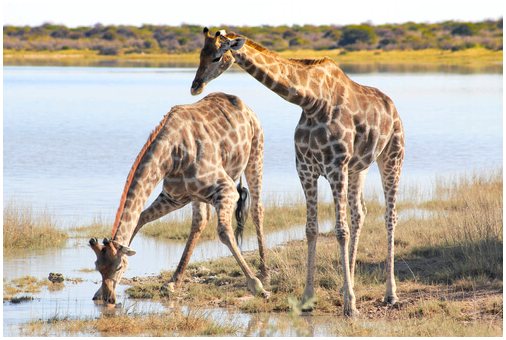 Жираф: характеристики, поведение и среда обитания