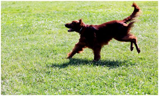 Дисплазия тазобедренного сустава у собак: узнайте, как с ней бороться