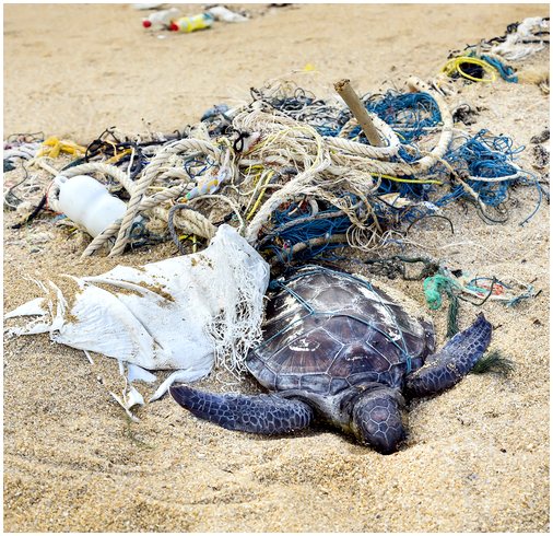 Страдания черепахи из-за загрязнения моря