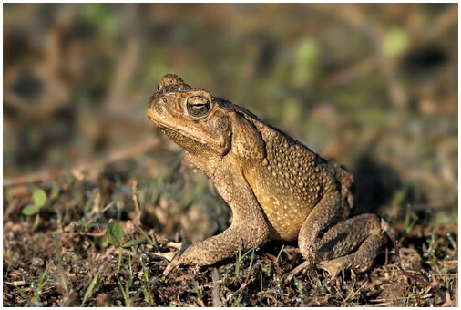 Тростниковая жаба: характеристика и среда обитания