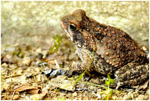Тростниковая жаба: характеристика и среда обитания