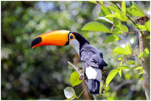 6 видов тропических птиц