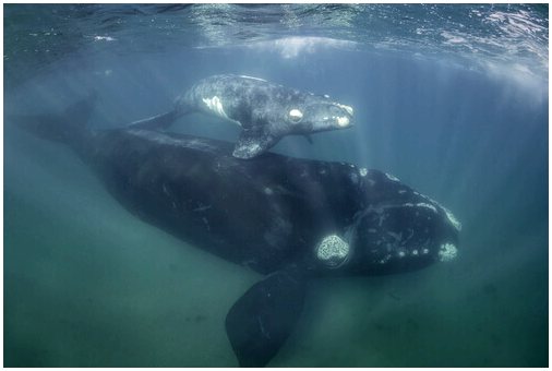 У берегов Испании обнаружены вымершие киты