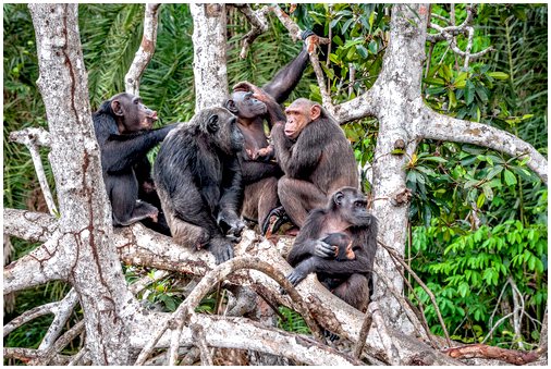 У шимпанзе исчезающие культуры