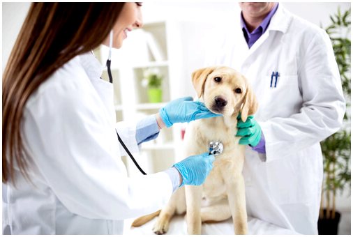 Узнайте, как обнаружить симптомы парвовируса собак
