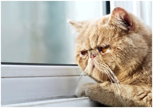Поведение и конфликты у кошек: страх, фобия и беспокойство