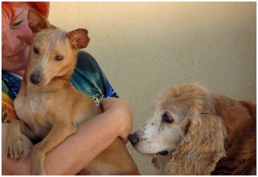 Женщина из Коста-Рики использует все свои сбережения, чтобы заботиться о более чем 200 брошенных собаках.