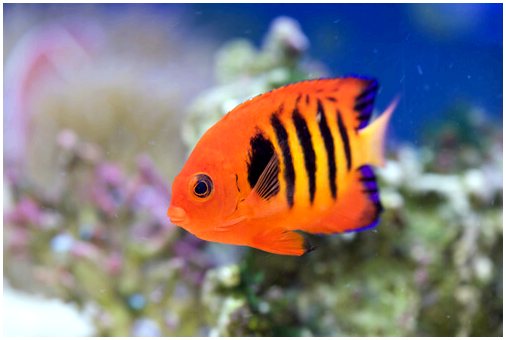 5 самых красивых рыб в океане