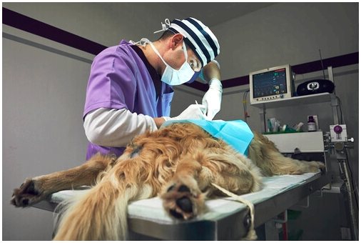 Биопсия собак: как она проводится?