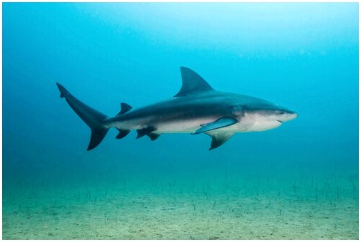 Бычья акула: среда обитания и характеристики
