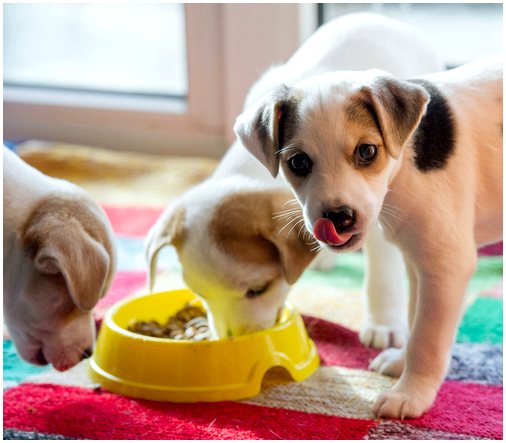 Узнайте, почему некоторые собаки не пережевывают еду