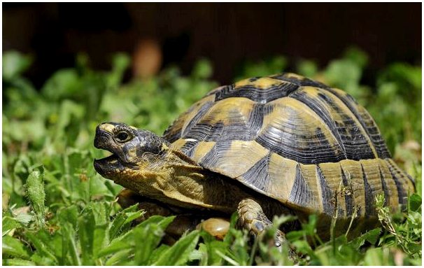 Черная черепаха: характеристики, поведение и среда обитания