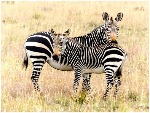 Цвета зебры: животное с самой любопытной кожей
