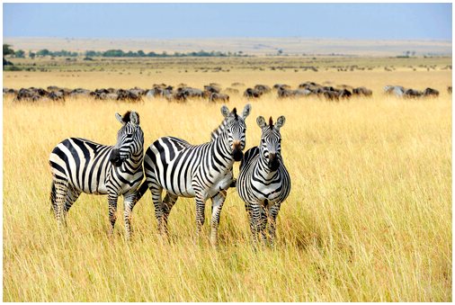 Цвета зебры: животное с самой любопытной шкурой