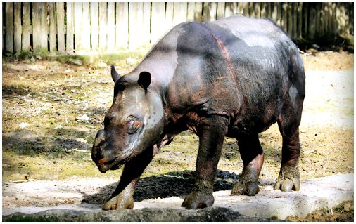 Деликатное положение суматранского носорога