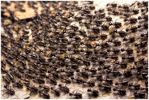 Диковинки муравьев