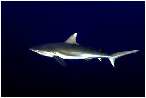 Характеристики серой акулы