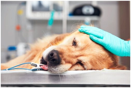 Химиотерапия у собак