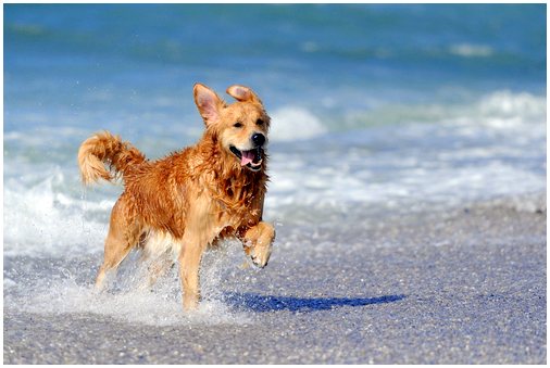 Знайте лучшие пляжи для собак