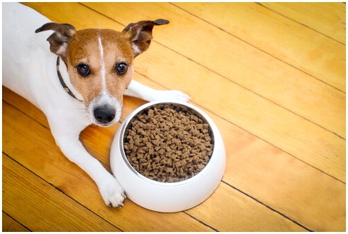 Что делать, если ваша собака не ест корм?