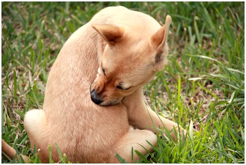 Как часто нужно проводить дегельминтизацию собаки?
