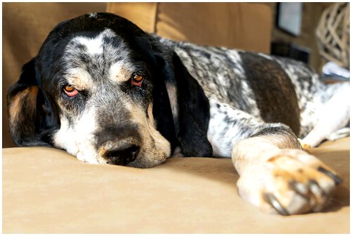 Как узнать, поднялась ли у собаки температура и как ее лечить?